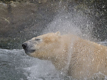 High angle view of an animal in water