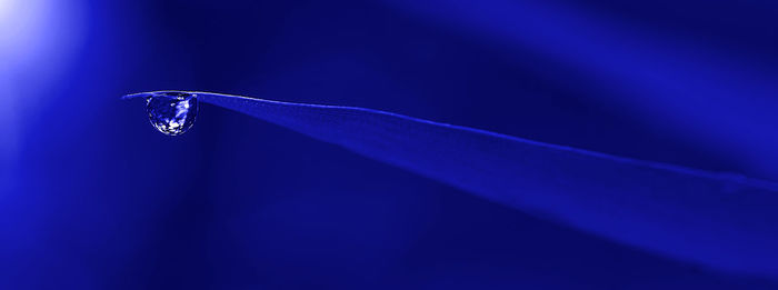 Macro shot of wet leaf against blue sky