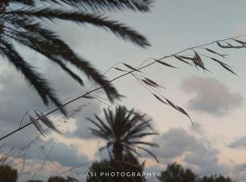 Low angle view of text on tree against sky