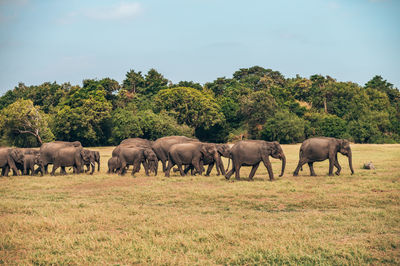 Elephants drinking water