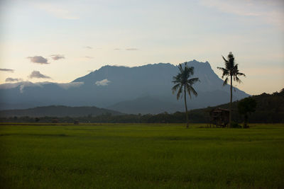 Scenic view of field against sky