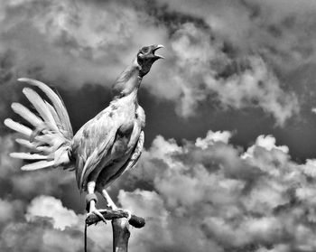 Low angle view of rooster shouting against cloudy sky