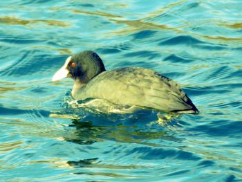 Close-up of duck swimming in lake