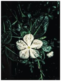 Close-up of water drops on flowers