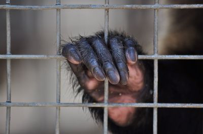 Close-up of gorilla in cage at zoo