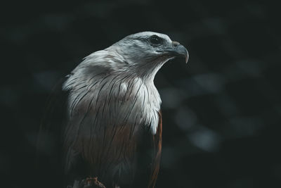 Close-up of eagle perching