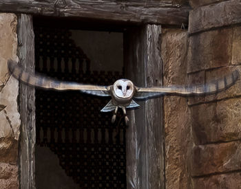 Close-up of owl