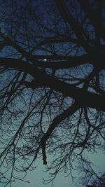 Low angle view of bare tree against sky