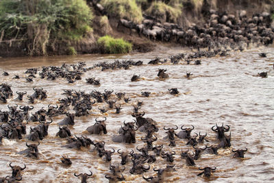 Wildebeest migrate between tanzania and kenya annualy.