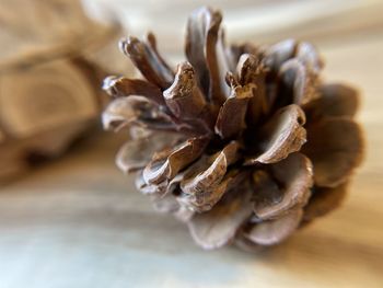 Close-up of dried pinecone on table