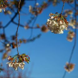 Close-up of flower tree against sky