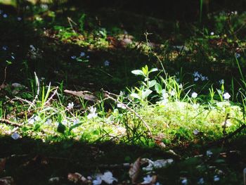 Plants growing on field by lake