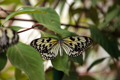 Close-up of butterfly on flower