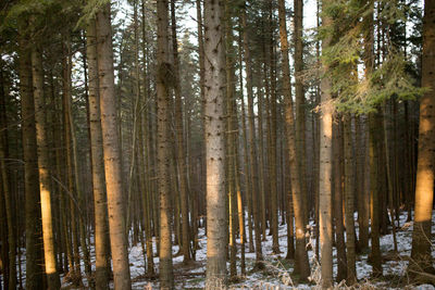 Pine trees in forest