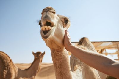 Cropped hand of man touching camel at desert