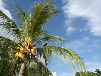 Low angle view of palm tree against blue sky