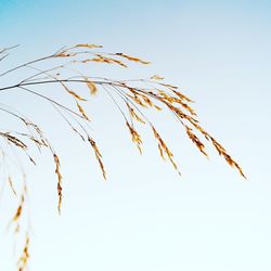 Low angle view of plant against clear sky