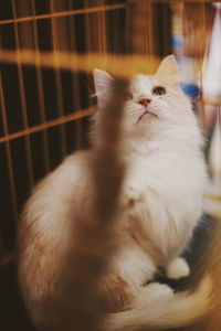 Portrait of cat sitting on floor