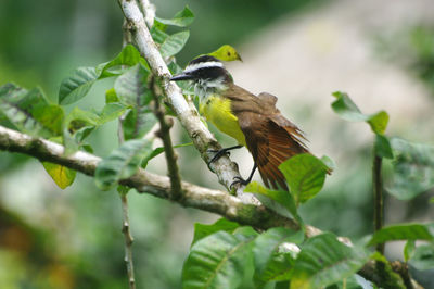 Close-up of bird perching on tree