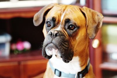 Close-up portrait of dog