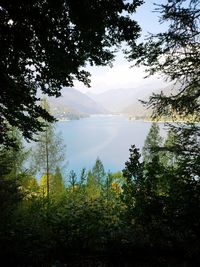 Scenic view of forest against sky