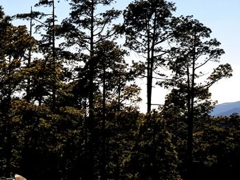 Low angle view of trees against sky