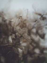 Close-up of dry plant during winter