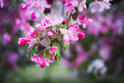 Close-up of fresh pink flowers blooming in park