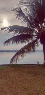 Palm tree on beach against sky