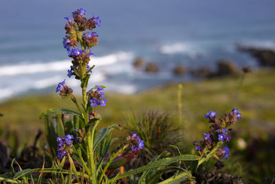 Close-up of purple flowering plants on land