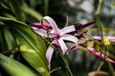 Close-up of insect on pink flower