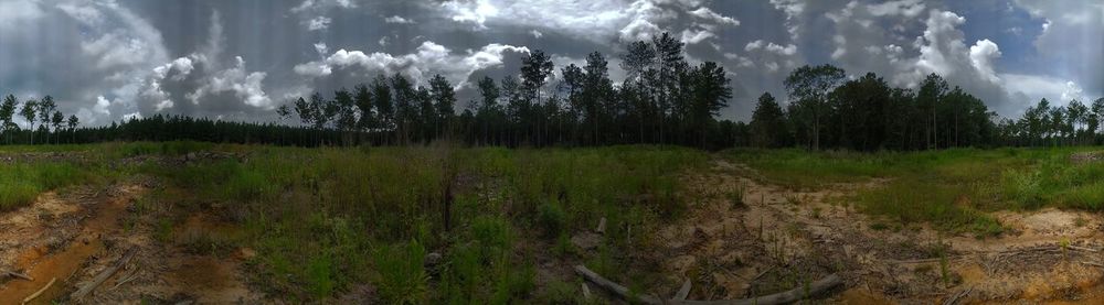 Panoramic view of trees on field against sky