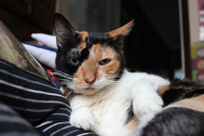 Cat relaxing on bed