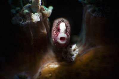 Close-up of jellyfish swimming in sea