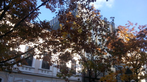 Low angle view of trees against sky in city