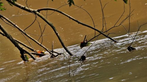 Birds swimming in lake