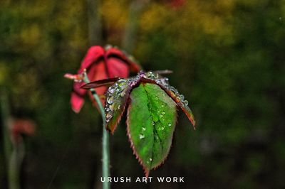 Close-up of raindrops on red leaves