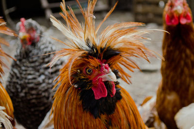 Close-up of rooster