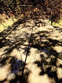 High angle view of trees in forest during sunny day