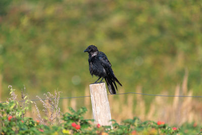 Bird perching on a wood