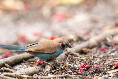 Male red cheeked cordon bleu bird uraeginthus bengalus is a tiny bird that comes from africa