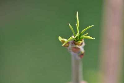 Close-up of flower buds growing outdoors