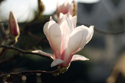 Close-up of white flowering plant