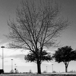 View of bare trees against sky