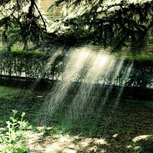 Trees growing on landscape