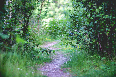 Walkway amidst trees in forest