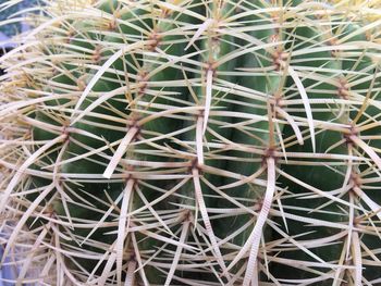Full frame shot of cactus