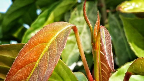 Close-up of raindrops on plant