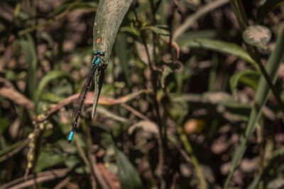 Close-up of insect on plant