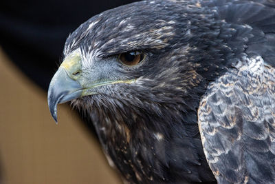 Close-up of eagle
